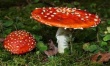 Giới Nấm - Fungi